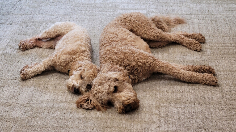 eddie and murphy sleeping on the carpet