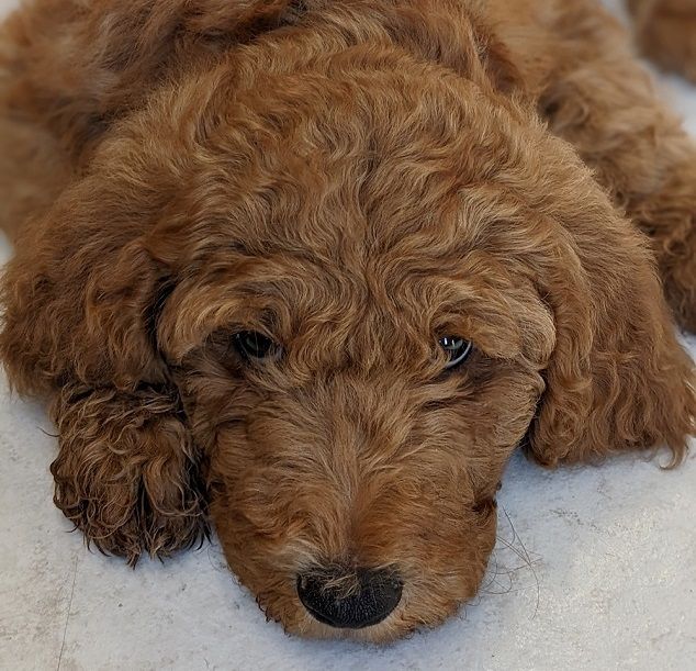 Murphy Boyer the golden doodle